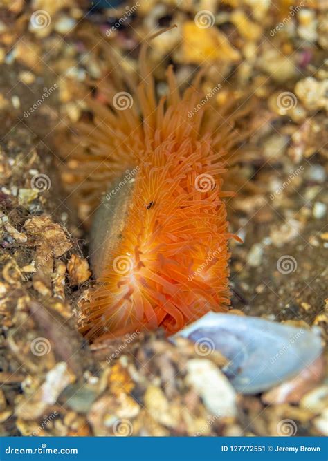 Flame Shell Loch Carron Scotland Stock Image Image Of Limaria