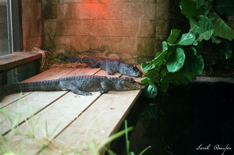 Smithsonian National Zoo Chinese Alligator Zoochat
