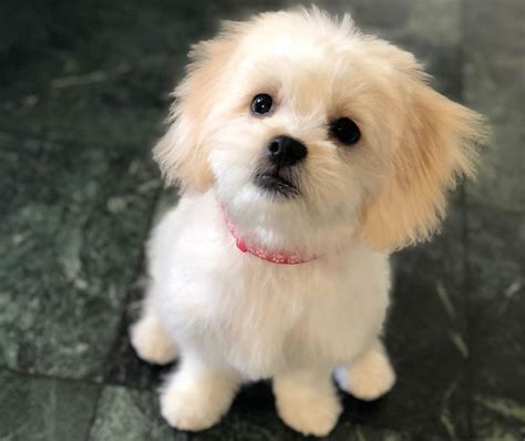 .purebred shih tzu puppies located in west michigan / small in home breeder of quality shih tzu | angelic shih tzu michigan, michigan shih tzu, angelic shih tzu, michigan puppy, shih tzu puppy, puppies in michigan, akc shih tzu puppies. Maltese Shih Tzu - 15 free HQ online Puzzle Games on ...