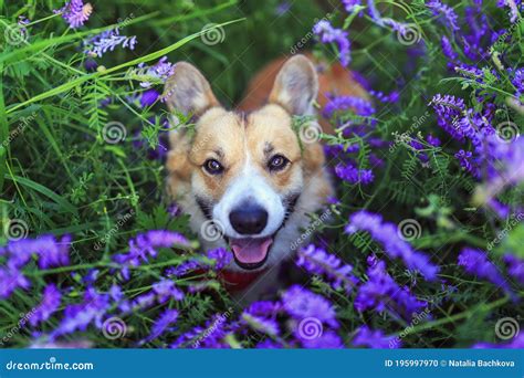 Corgi Dog Sits On A Blooming Summer Lilac Meadow And Smiles Sweetly