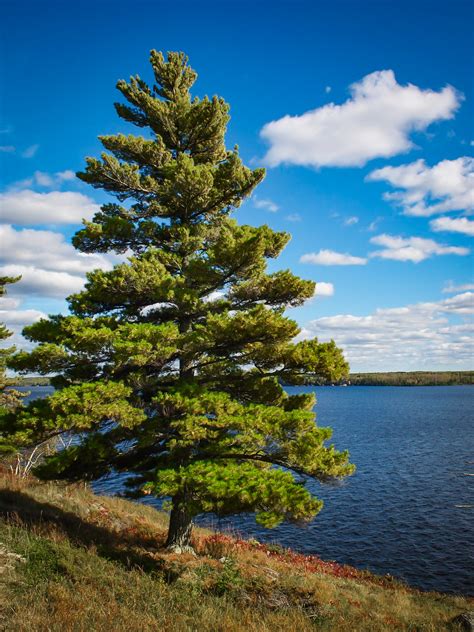 Eastern White Pine Trees For Sale | The Tree Center™