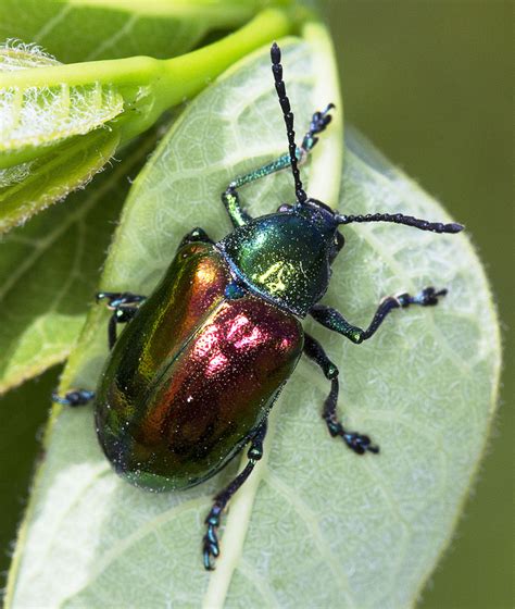 Maryland Biodiversity Project Dogbane Beetle Chrysochus Auratus