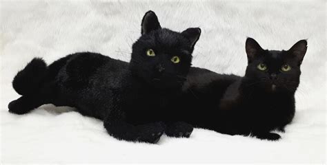 Realistic Toy Stuffed Animal Black Cat Pet Portrait Real Etsy