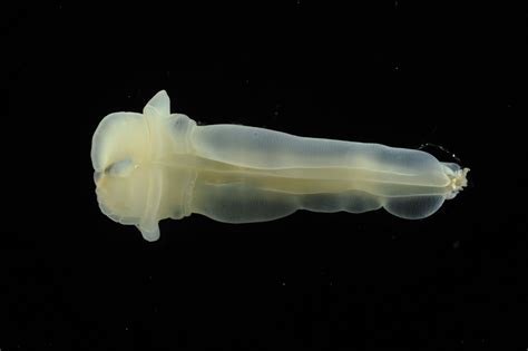 New Creatures From The Deep Identified By Aberdeen