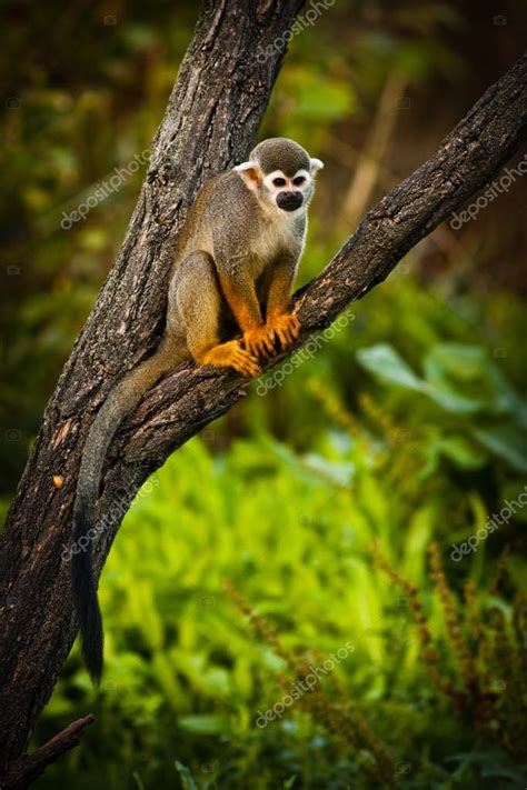 Central American Squirrel Monkeys Stock Photo By ©jurra89 35190217