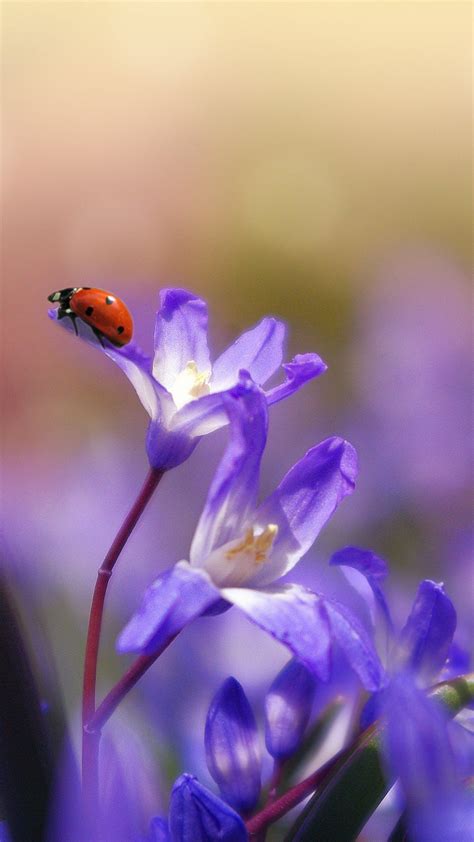 Ladybug On Purple Flower Wallpaper Iphone Android