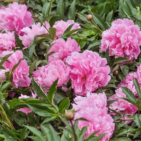 We ordered 32 bouquets from 15 brands to find the best flower delivery service. Where to buy plants online during the coronavirus lockdown ...