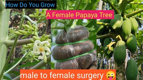 How To Turn A Male Papaya Tree Into A Female Tree Papaya Begonia Air Layering Propagation