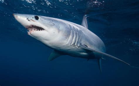 The Speedy Mako Shark Critter Science