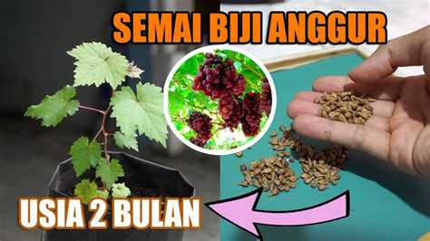 Semai Biji Anggur Merah Dan Review Setelah Usia 2 Bulan Youtube