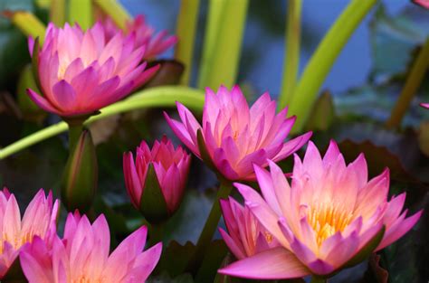 Pink Lotus Flowers Hd Wallpaper Wallpaper Flare