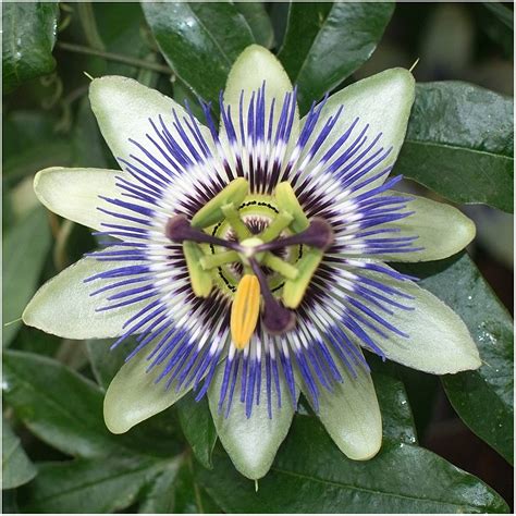 Blue Crown Passion Flower Passiflora Caerulea 100 Seeds Passion