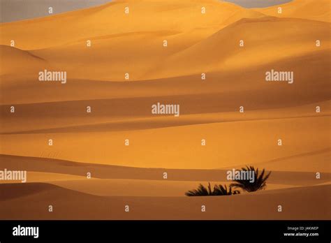 Libya Desert Sahara Edeien Of Ubari Dunes Sand Oasis Palms Africa