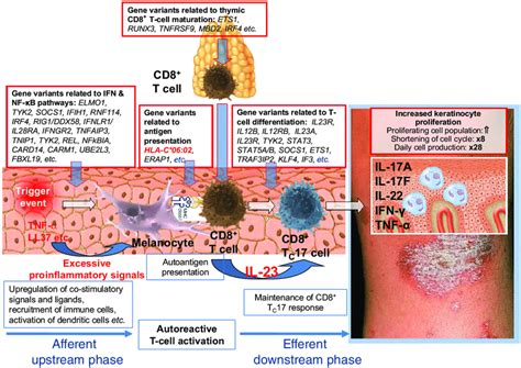 Model Of Psoriasis Pathogenesis Select Hla Molecules In Particular