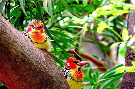 Red And Yellow Barbet Honolulu Zoo Society