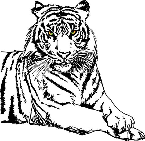 White Bengal Tiger Drawing At Getdrawings Free Download