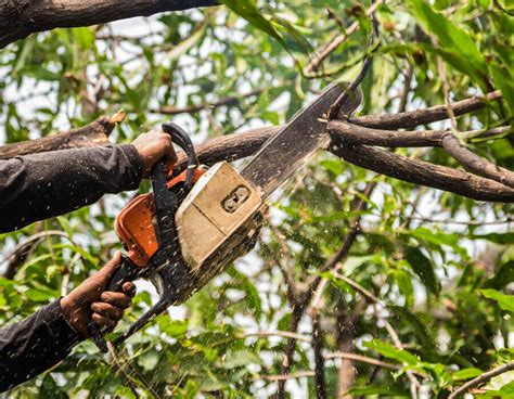 A Guide To Tree Surgery Grounds Care Group