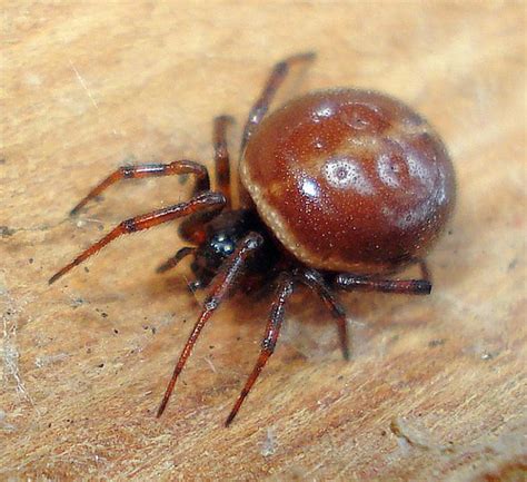 british spiders steatoda cf grossa or steatoda bipuncta… flickr
