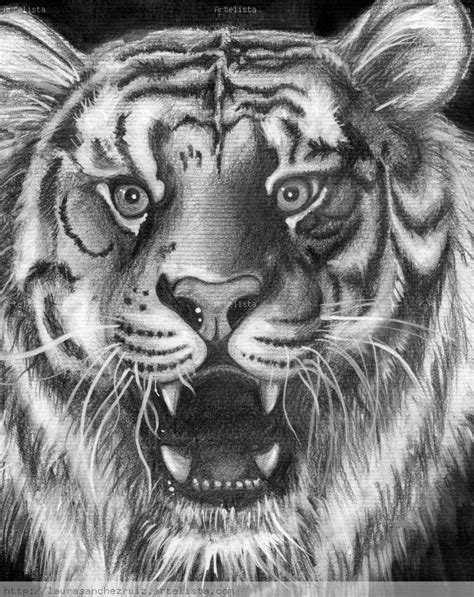 Dibujo A Lapiz De Tigres Imagui