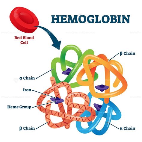 Hemoglobin In Red Blood Cells As Oxygen Transport Metalloprotein Scheme
