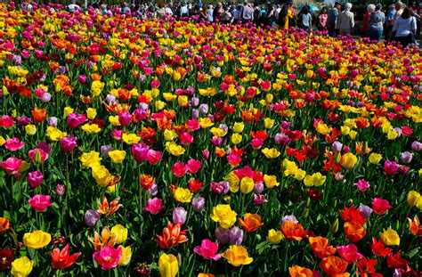 Vườn Hoa Tulip đẹp Như Tranh Vẽ ở Hà Lan Dịch Vụ Hay Dịch Vụ Hay