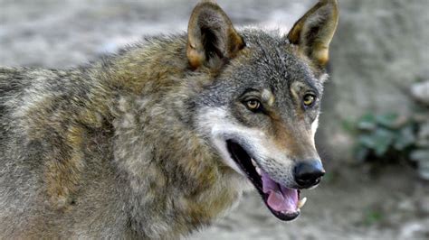 Gray Wolf Population Declines Without Protections The Hill