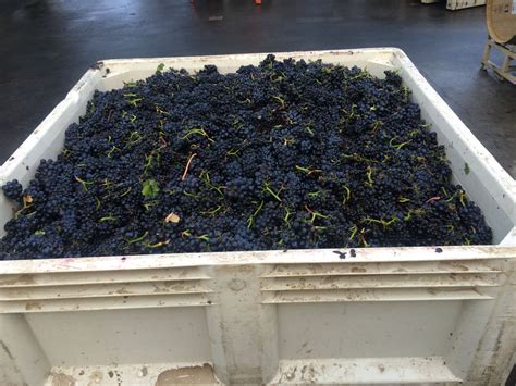 Wine Making Process | Sonoma-Cutrer Vineyards | Wine making process, Wine making, Harvest