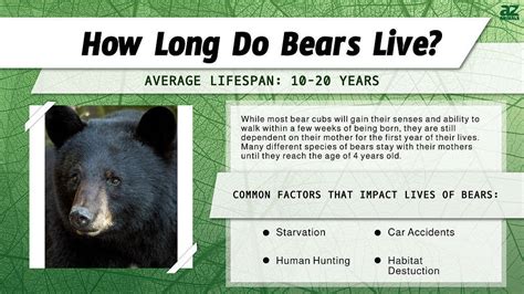 Bear Lifespan How Long Do Bears Live A Z Animals