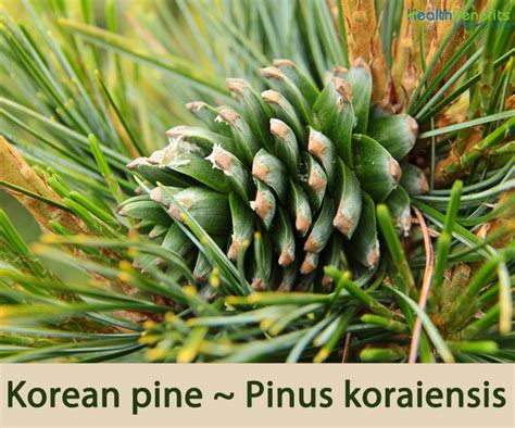 Korean Pine Facts And Health Benefits