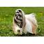 Is The Lovable Shih Tzu Pomeranian Mix Right Pet For You  K9 Web
