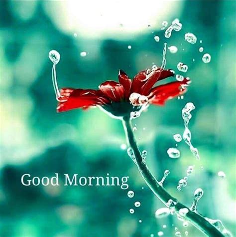 Sunday Morning Wishes Morning Greeting Good Morning Quotes Good Morning Images Download