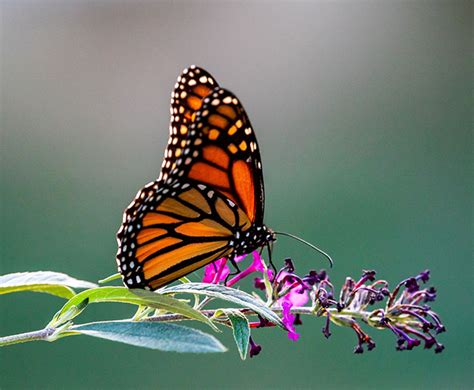 utsa advances monarch butterfly conservation with partners across texas utsa today utsa
