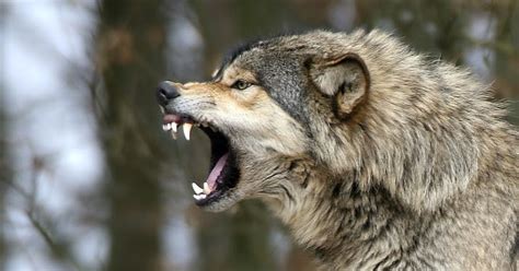 White Wolf 10 Pictures Of Growling Wolves That Will