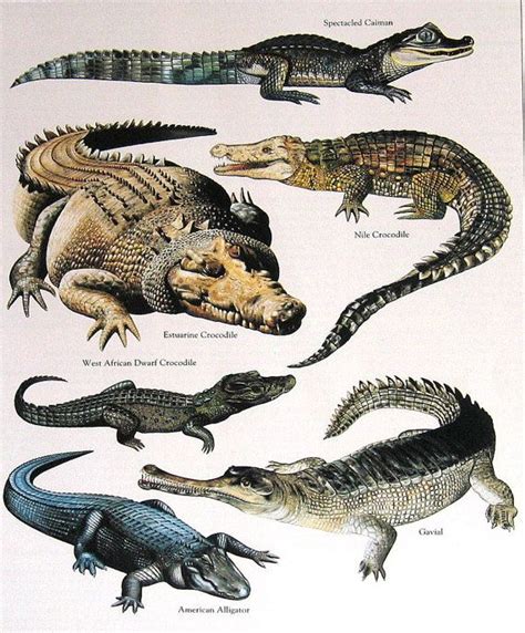 Crocodiles Alligators Vintage 1984 Animals Book Plate Crocodile