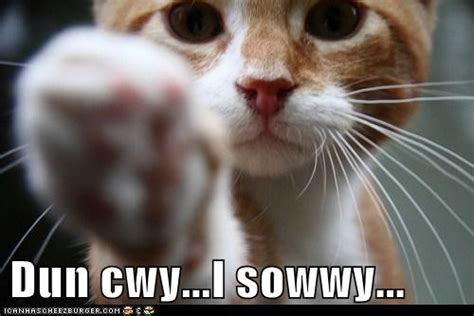 Dun Cwy Lolcats Lol Cat Memes Funny Cats Funny Cat