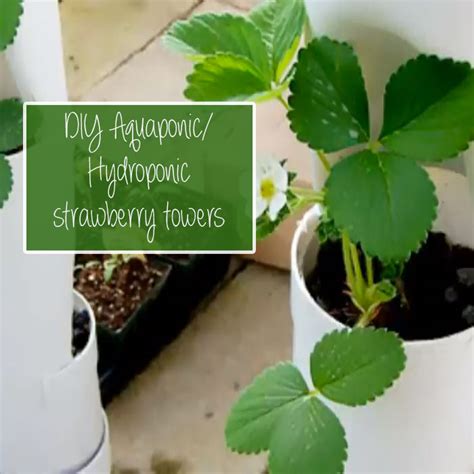 Vertical gardening makes the social media rounds on a seemingly regular basis as something that's going to save the world. Simple DIY Strawberry Tower for Aquaponic or Hydroponic ...