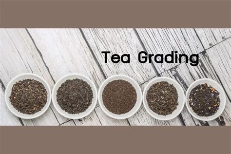 Tea Grading What Is It Blog Tea Grading What Is It Tea Grading What