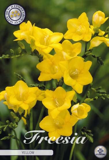 Freesia Bulbs Yellow Flowers By Flourish Freesia Corms