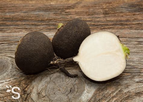 Radis noir Plantes et Actifs Naturels