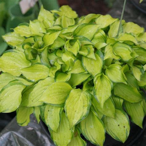 Hosta Cracker Crumbs Buy Plantain Lily At Coolplants
