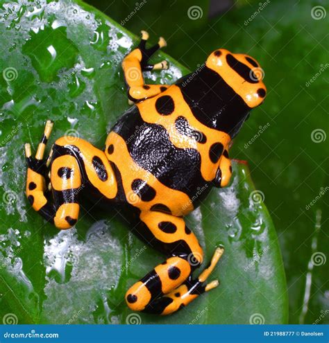 260 Dendrobates Leucomelas Poison Dart Frog Stock Photos Free
