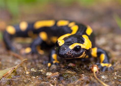 Regrow body parts: Bioelectricity to regenerate limbs in frogs, worms