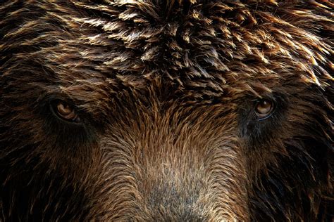 Kamchatka Brown Bear Close Up Detail Portrait Brown Fur Coat Danger