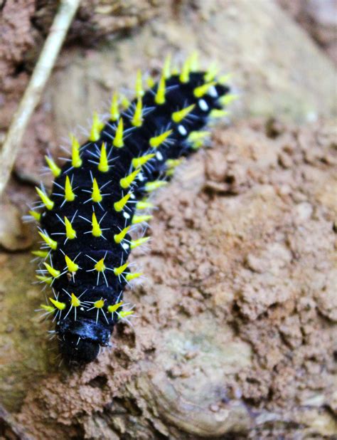 List Of Black And Yellow Spiky Caterpillar 2022 Octopussgardencafe