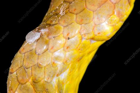 Tick On A Snake Stock Image C0140957 Science Photo Library