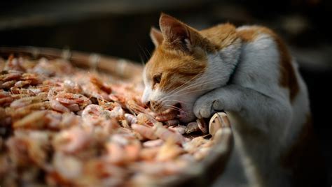 They're a great source of antioxidants such as vitamins e, b3, b6 and b12, they're a great treat. Can Cats Eat Shrimp? Is Shrimp Safe For Cats? - CatTime