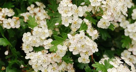 This fine art photograph is printed on professional grade archival photographic paper. Missouri State Flower - The White Hawthorn Blossom ...