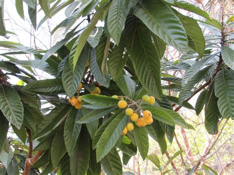 Loquat Tree Loquat Tree Plant Leaves Florida Gardening
