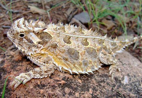 Horned Lizards Released Back Into The Wild In Texas Reptiles Magazine