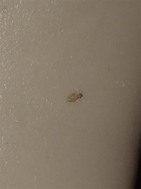 Whats This Bug Ive Seen On My Dogs Brush And Most Of His Towels R